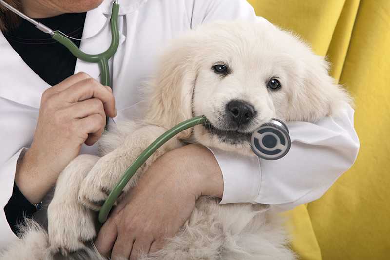 Animal Clinics