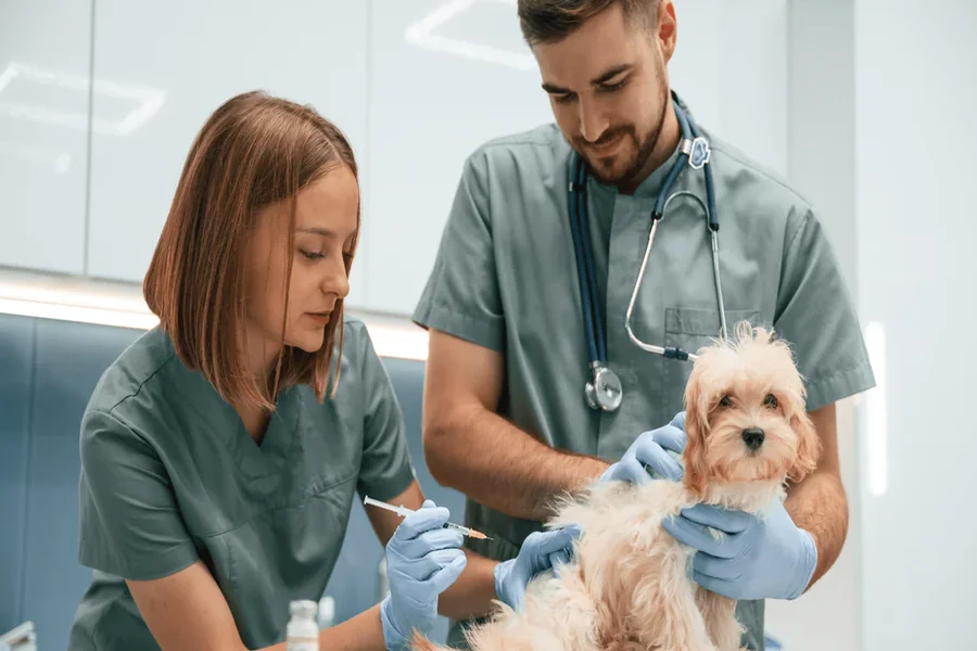 Veterinary Visits