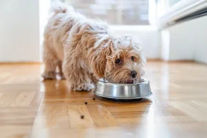 Pet Nutrition