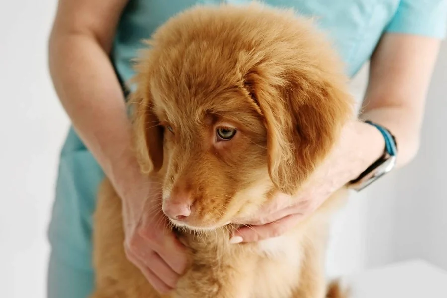 Veterinary