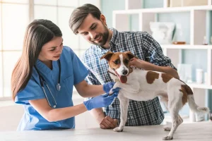 Animal Clinics