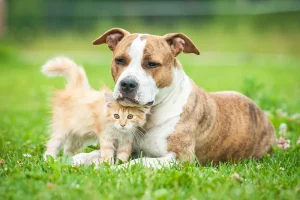 How Spaying And Neutering Improves Pet Health And Behavior