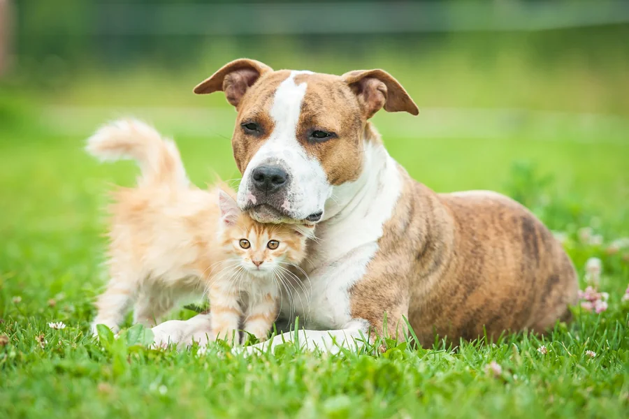 How Spaying And Neutering Improves Pet Health And Behavior