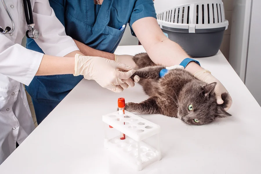 Veterinary