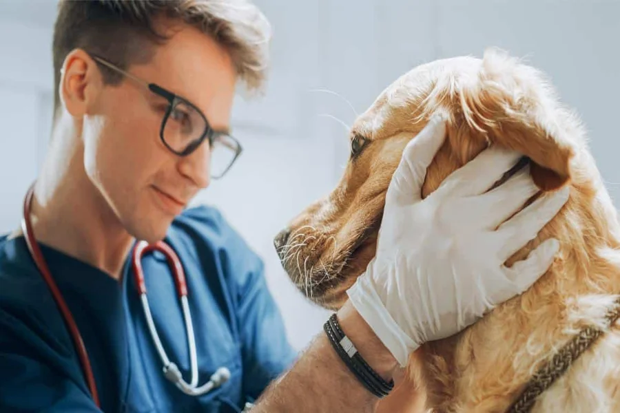 The Role Of Animal Hospitals In Chronic Disease Management