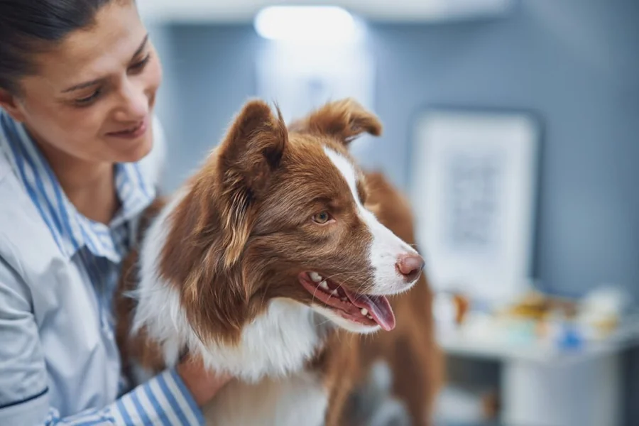 Veterinary