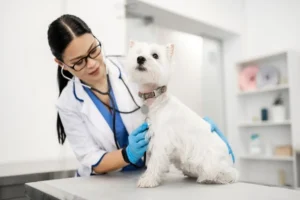 Veterinary Clinic