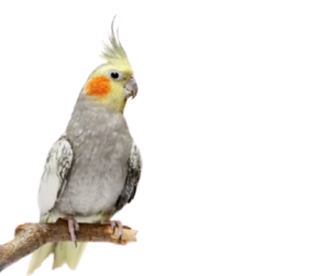 Cockatiels