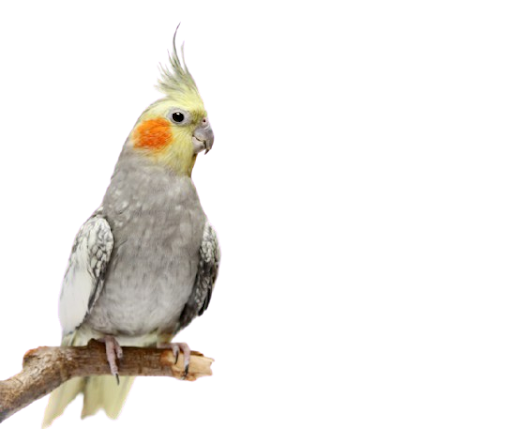 Cockatiels