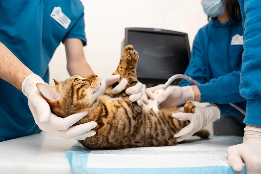 Animal Hospitals