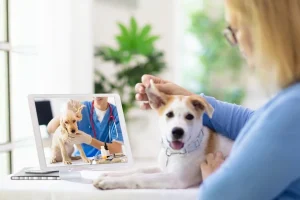 Veterinary