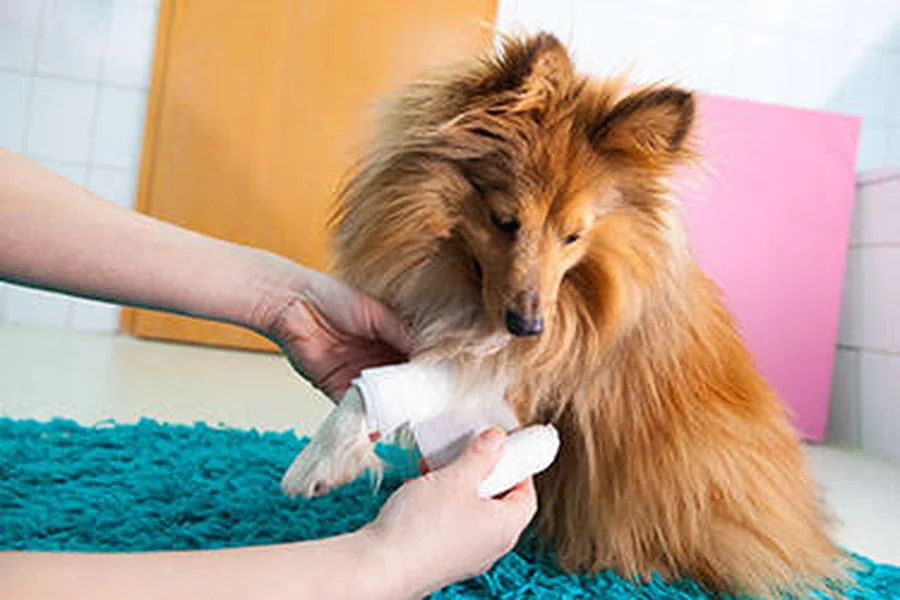 Veterinary Hospitals